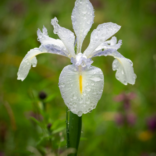  DSC8831 Iris Chatsworth Rain Drops.SH.  2